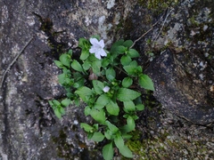 Strobilanthes tetrasperma