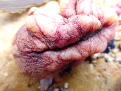 Pyura