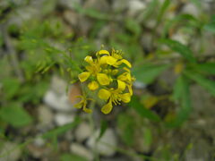 Rorippa × armoracioides