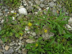 Rorippa × armoracioides