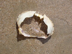 Ovalipes australiensis