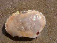 Ovalipes australiensis