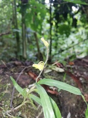 Polystachya spatella image