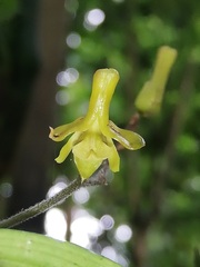 Polystachya spatella image