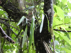 Polystachya spatella image