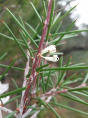 Hakea decurrens