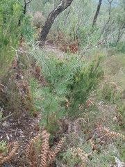 Hakea decurrens