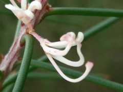 Hakea decurrens