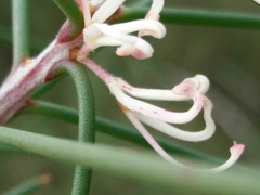 Hakea decurrens