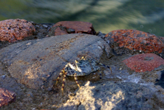Grapsus albolineatus
