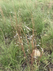 Andropogon eucomus