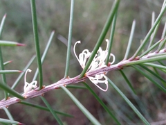 Hakea decurrens