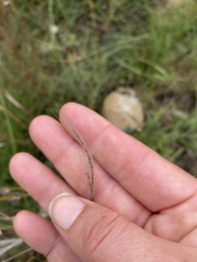 Andropogon eucomus