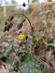 Epimedium pinnatum