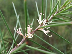 Hakea decurrens