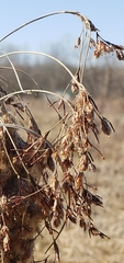 Scirpus pendulus