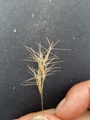 Aristida congesta
