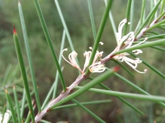 Hakea decurrens