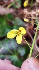 Epimedium pinnatum