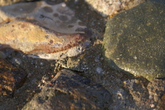 Grapsus albolineatus