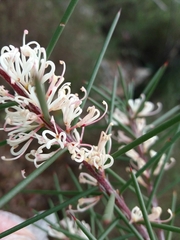 Hakea decurrens