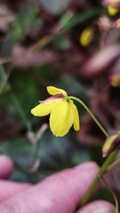 Epimedium pinnatum
