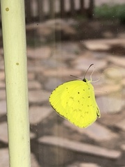 Eurema desjardinsii