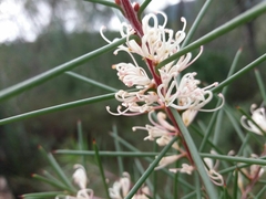 Hakea decurrens