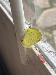 Eurema desjardinsii