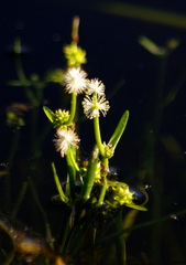 Sparganium eurycarpum