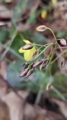 Epimedium pinnatum