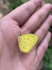 Eurema desjardinsii