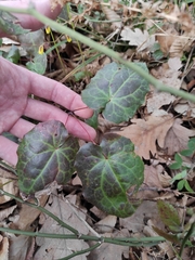 Epimedium pinnatum