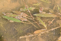 Potamogeton distinctus