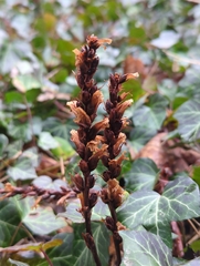 Orobanche hederae