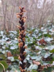 Orobanche hederae