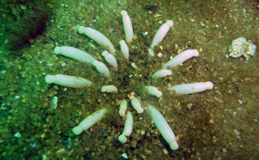 Anemonactis mazeli