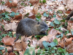 Myocastor coypus