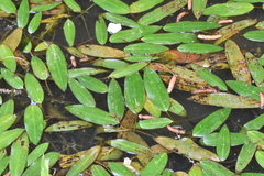 Potamogeton distinctus
