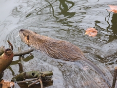 Myocastor coypus