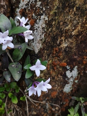 Oldenlandia pulcherrima