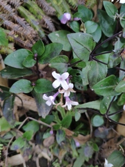 Oldenlandia pulcherrima