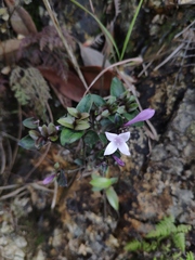 Oldenlandia pulcherrima