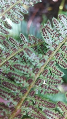 Polystichum setiferum image