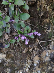 Oldenlandia pulcherrima