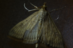 Ostrinia