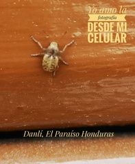 Araecerus