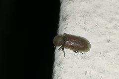 Anobiinae