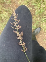 Eragrostis gummiflua