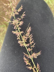 Eragrostis gummiflua